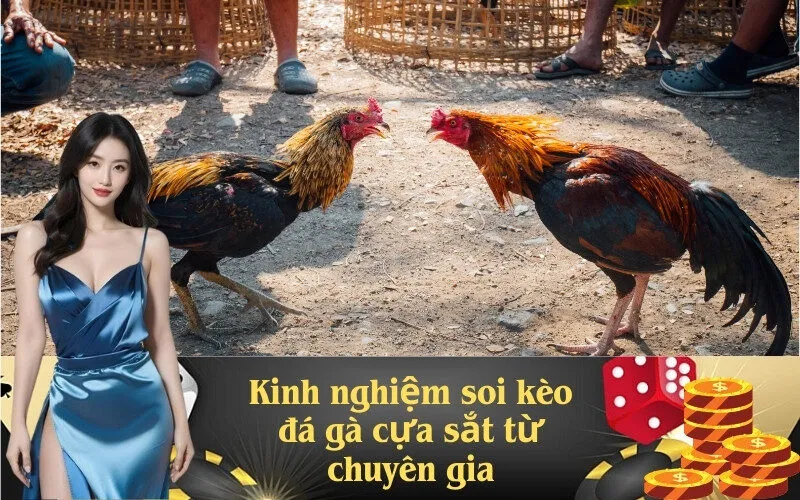 Kinh nghiệm soi kèo đá gà cựa sắt từ chuyên gia