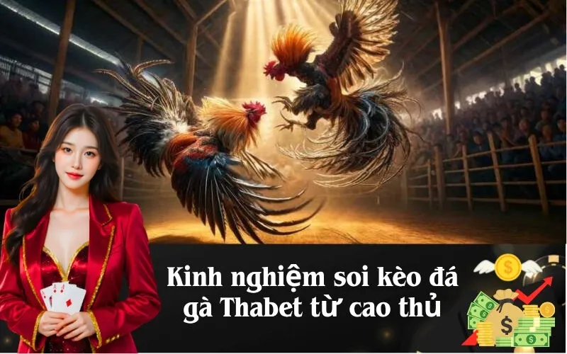 Kinh nghiệm soi kèo đá gà Thabet từ cao thủ