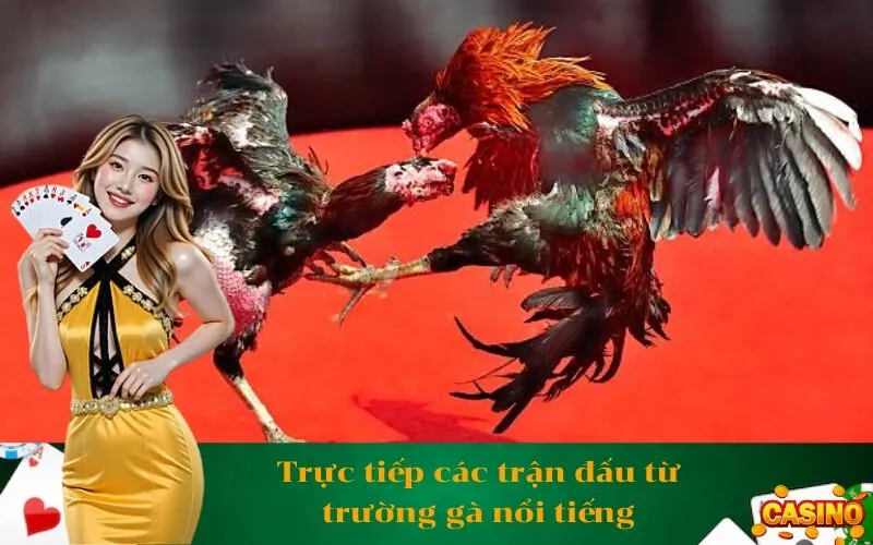 Trực tiếp các trận đấu từ trường gà nổi tiếng