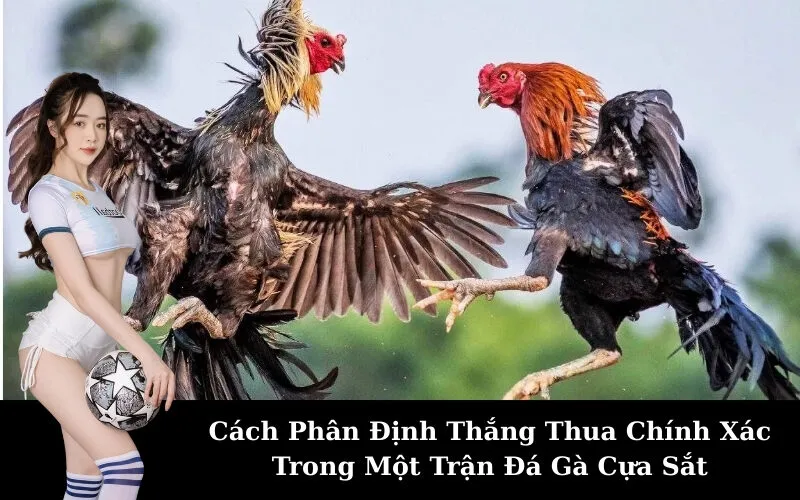 Cách Phân Định Thắng Thua Chính Xác Trong Một Trận Đá Gà Cựa Sắt