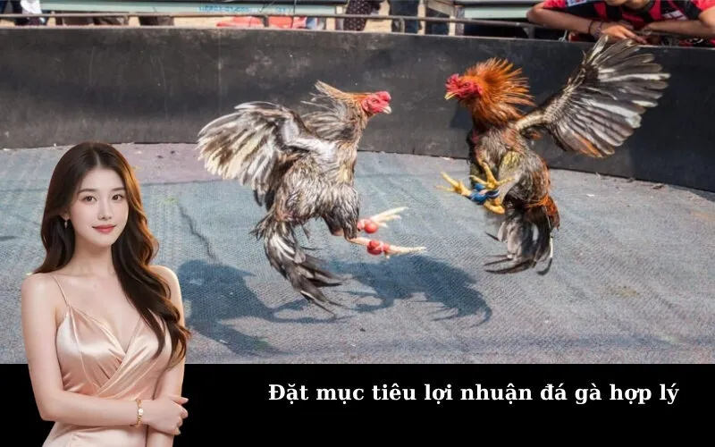 Đặt mục tiêu lợi nhuận đá gà hợp lý
